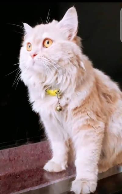 Persian Female Cat with 3 kittens For sale