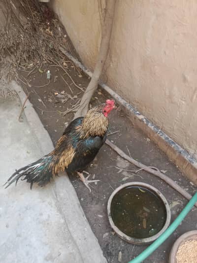 good quality mianwali