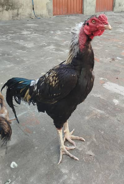 2 Aseel Murghy for Sale