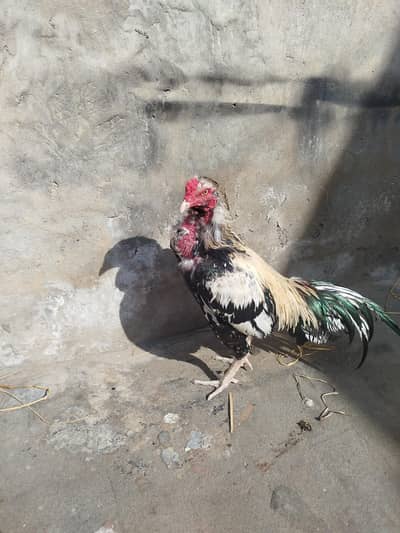 Aseel Murgha for Sale