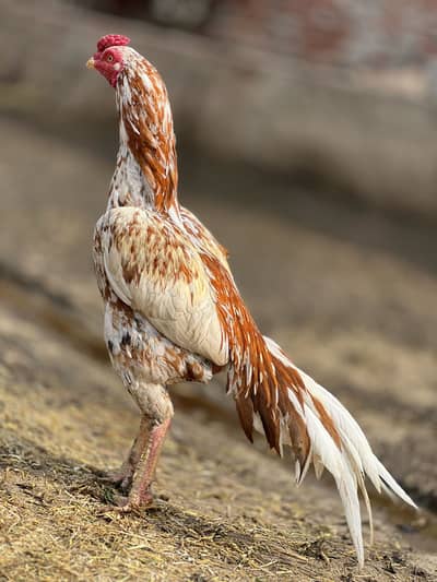 aseel murga for sale