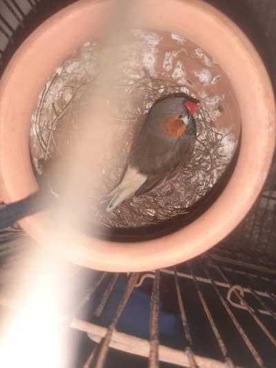 healty and active breader pair for  sale