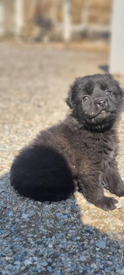 female ha par bokhat achi ha full original ha