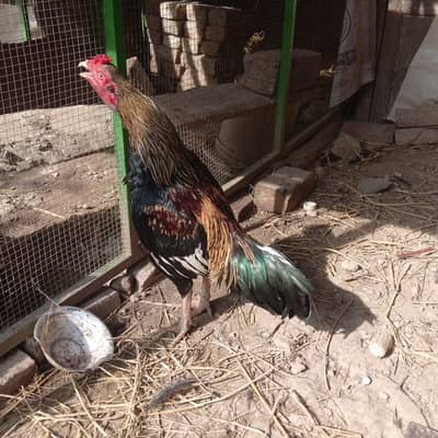 High quality aseel male available