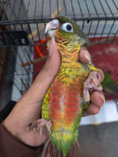 Green Cheek Pineapple Conure Chicks