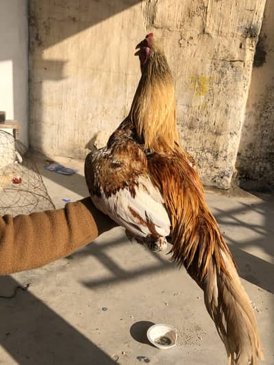 Urgent for sale Quality bird