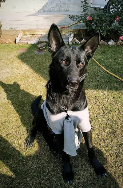 Belgium shepherd pups