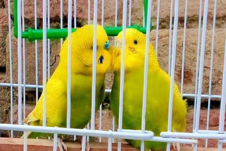 AUSTRALIAN PARROT HOME  BREED KE FOR SALE