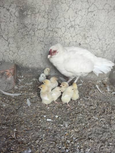 Homebreed Aseel Heera chicks For Sale