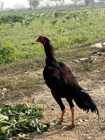 Aseel Band Gaddi Patha