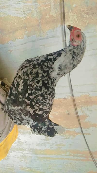 Murgyi For sell home breed Main se han