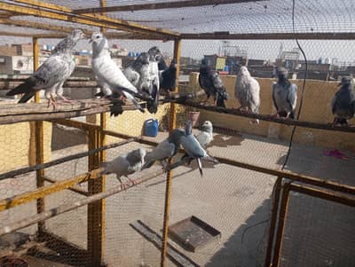 Baby pigeons for sale
