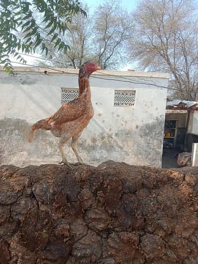 Quality Aseel Murgi Whatsapp 03061908536