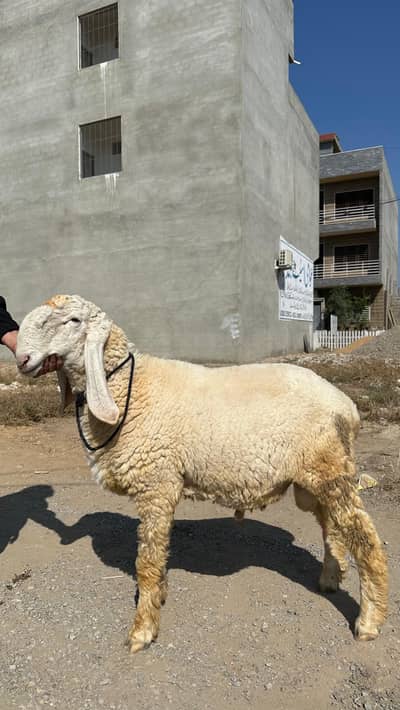 Larkana Sheep for sale