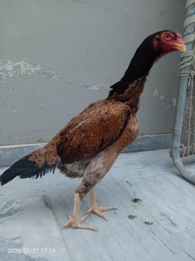 aseel shamo big size females