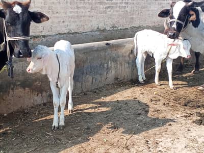 Cow and Gulabi Nukray Bachray