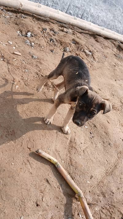 2 months female alsatian bagyari