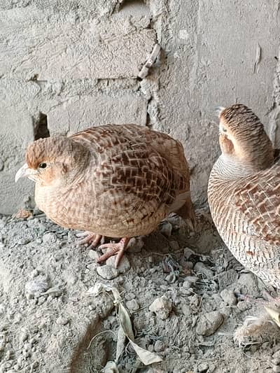 teetar male+female  pair