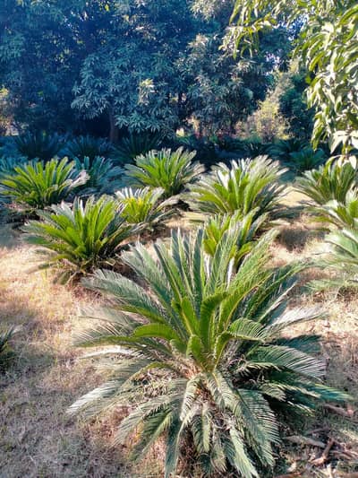 Kangi Palm/ Sago Palm