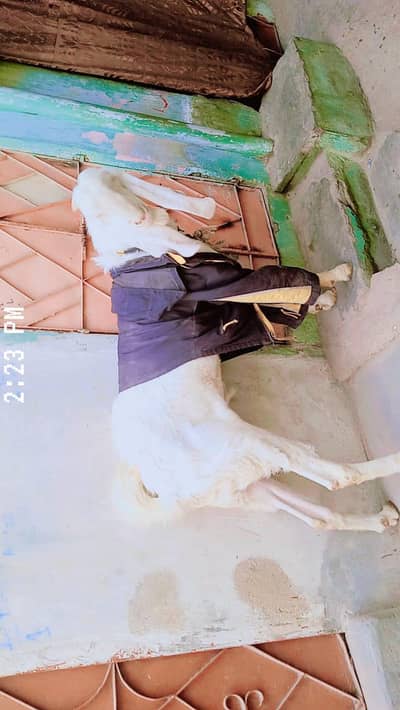 gulabi nasal bakra 4 dant ha  Ghar ka Pala Huwa ha