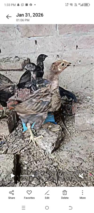 beautiful aseel Thai and golden phuf aseel