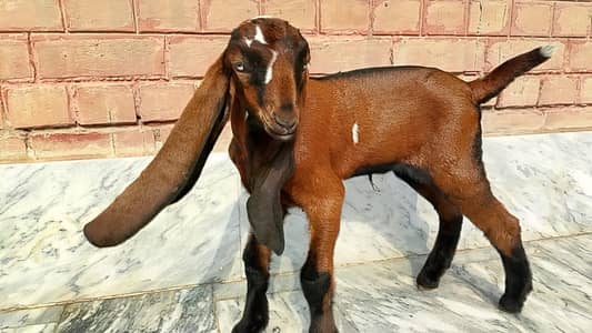 Beetal Nagra Quality Male Goat kid for sale
