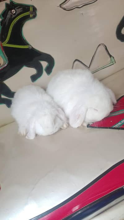 Holland lop top covalti bunys