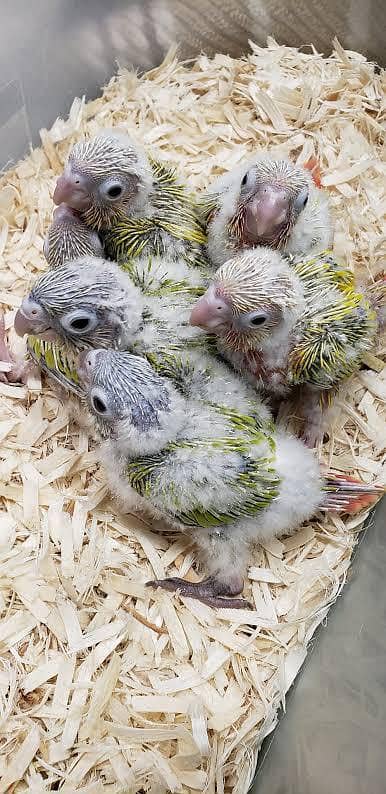 conure chicks