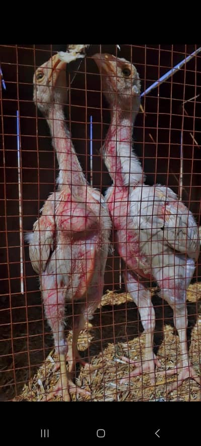 aseel chick's 03276597927 is no pr hi contact krain