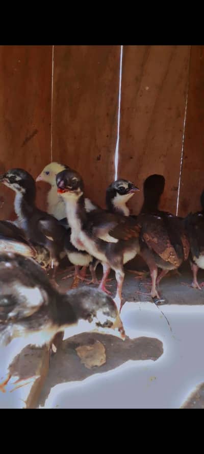 aseel chick's  pair=2000 /03276597927 is no pr hi contact krain