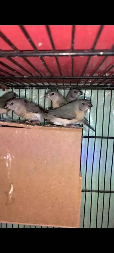 Blue gouldain chicks