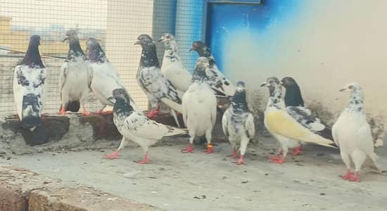 All setup for sale 12 pcs 1200 pr final pigeon kabutar