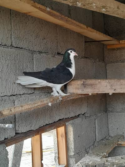 sherazi pigeons racer pigeons