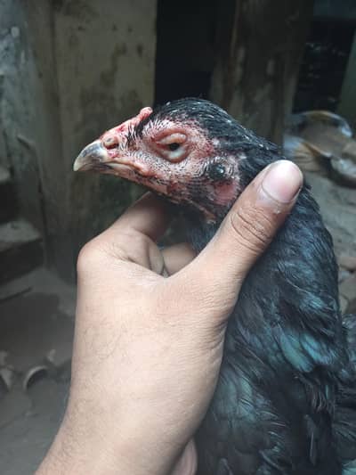 old line amroha lasani Madi karibaz gurantid