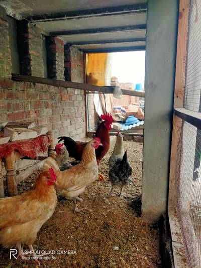 1 rooster and 7eggs laying hens for sell