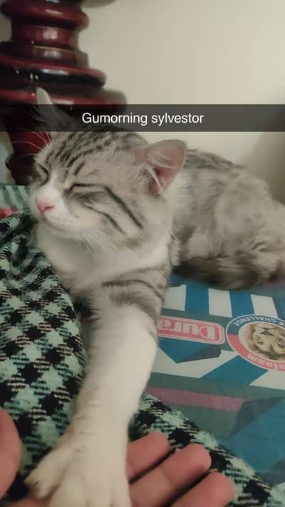 Persion Home-Raised Cat for Sale (2.5 Years Old)