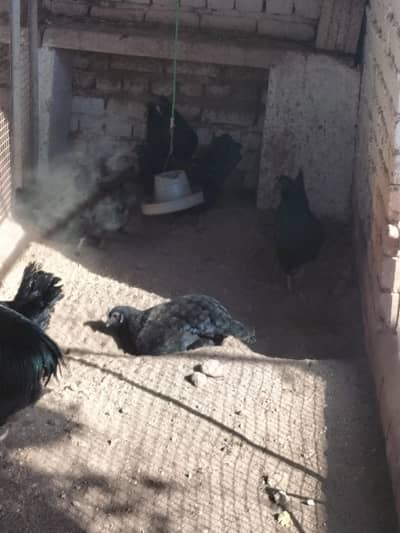 ayam cemani adult and chicks