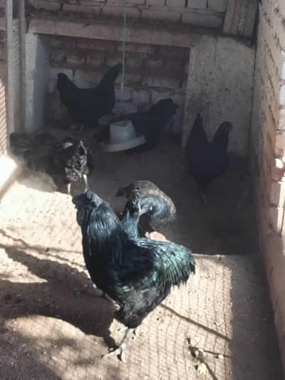 ayam cemani adult and chicks
