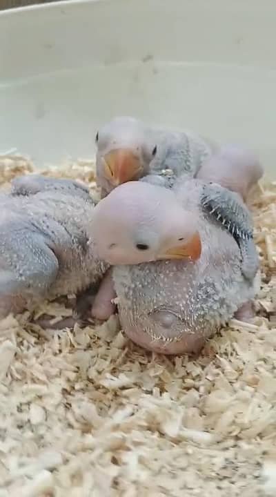 raw parrot chicks on hand feed