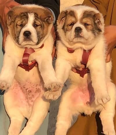 Afghan Kochi / King kurdish kangal pair / Alabai Pair / security Dog