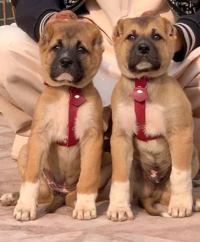 Afghan Kochi / King kurdish kangal pair / Alabai Pair / security Dog