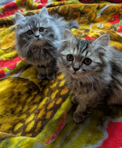 grey kitten | siberian | Tripple coated | Black kitten For Sale