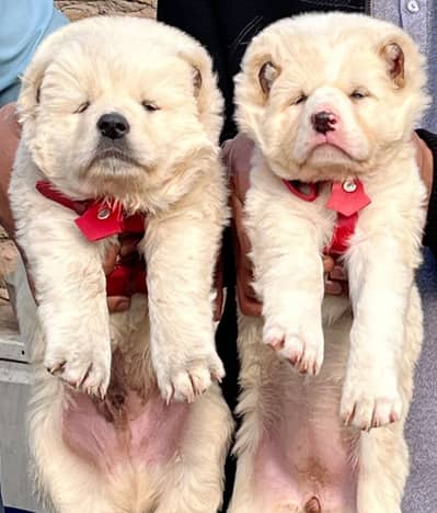 Alabai Pair / security Dog / Afghan Kochi / King kurdish kangal pair