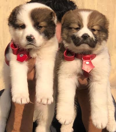 King kurdish kangal/ Alabai Pair / security Dog / Afghan Kochi puppy