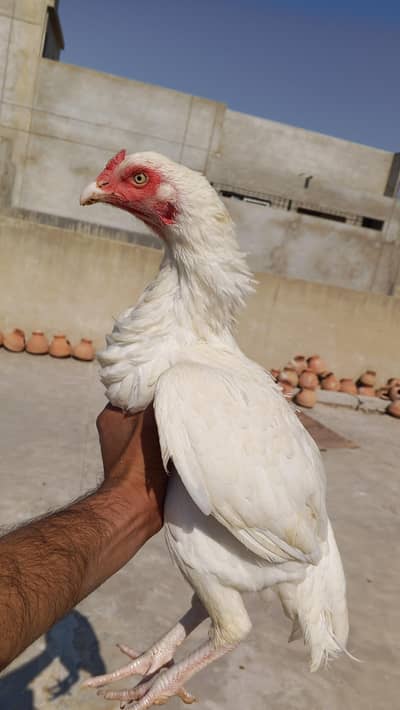 aseel Heera murghi double body