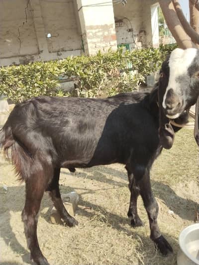 bakra 10 mah