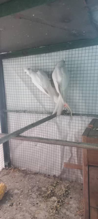 Eno white red eyes cockatiel pair