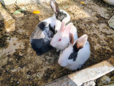 Rabbits for sale