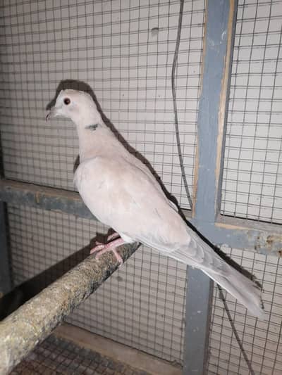 young female for sale