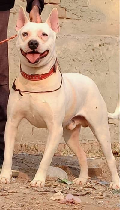 Kohati Gultair Dog / Gultair Male Dog / Gultair pair